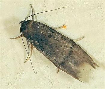 کرم سرخ پنبه